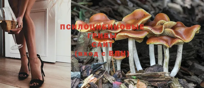 купить наркотики сайты  Луховицы  Галлюциногенные грибы Magic Shrooms 